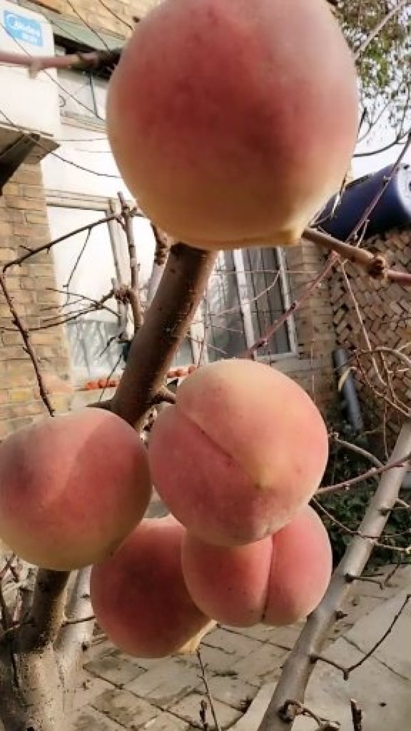 冬桃秋雪红，桃子脆甜，成熟期阳历10月底，需要桃苗联系