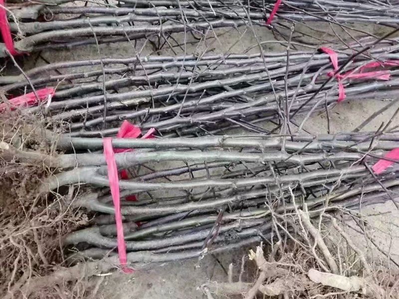 红肉苹果苗柱状苹果苗市场新品嫁接苗保证品种基地直发