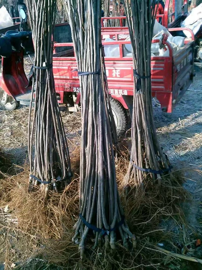 红肉苹果苗柱状苹果苗市场新品嫁接苗保证品种基地直发