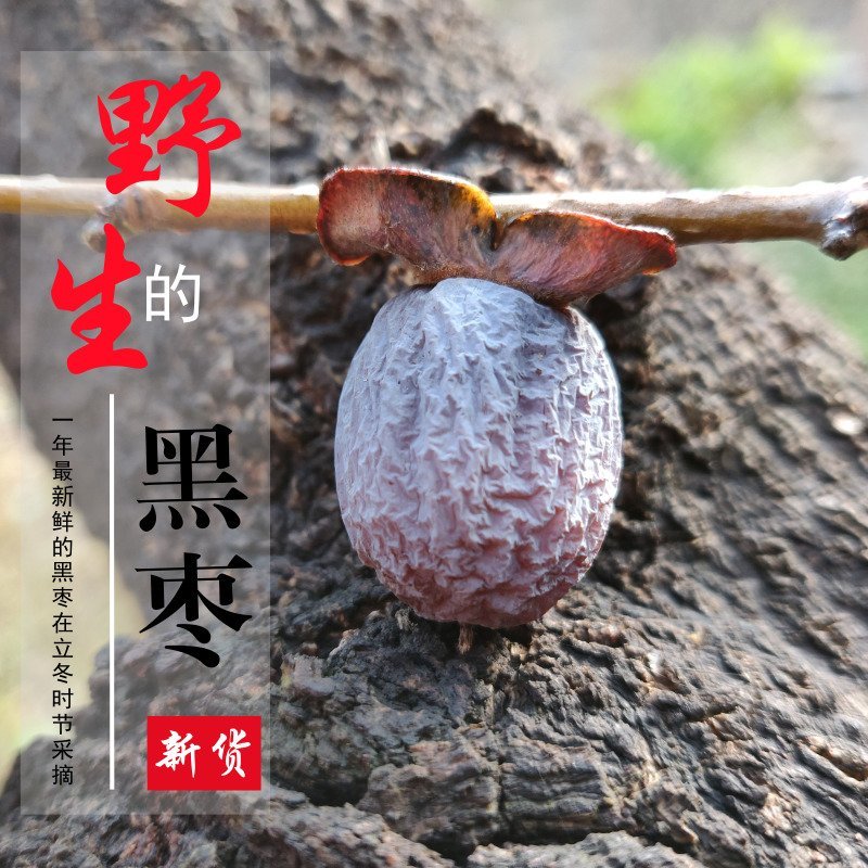 太行山野生老树无核黑枣