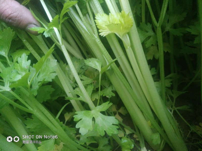 芹菜大量上市挖根割根的量大质量好价格合适