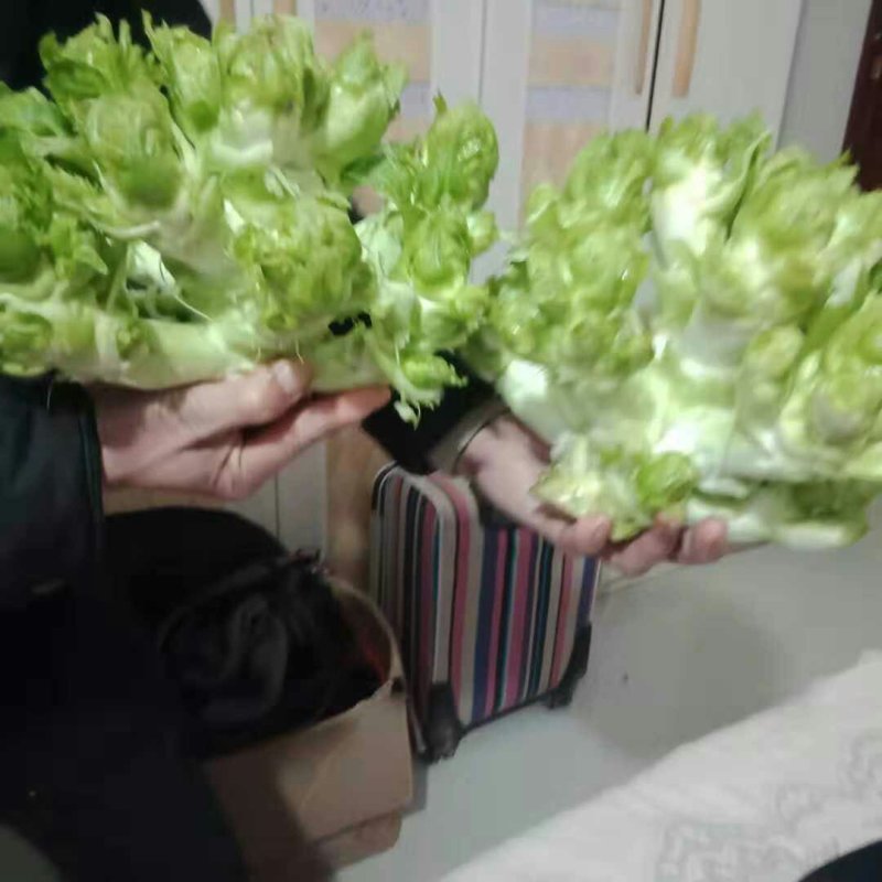 儿菜