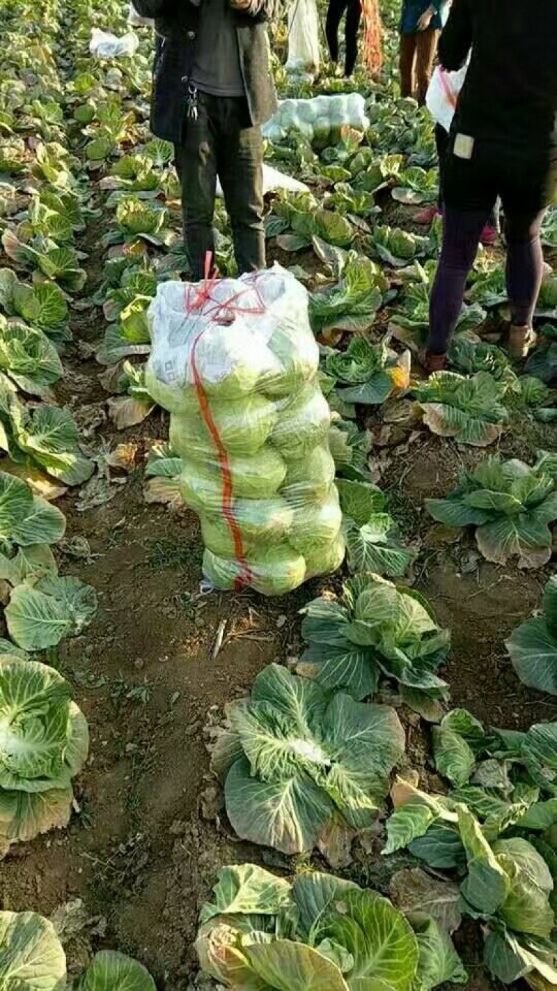 富美甘蓝球形好！颜色绿！耐寒抗冻抗裂！无黑斑！