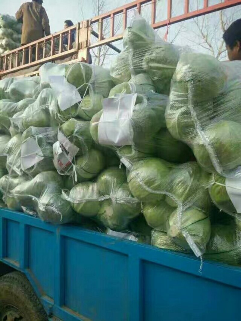 富美甘蓝球形好！颜色绿！耐寒抗冻抗裂！无黑斑！