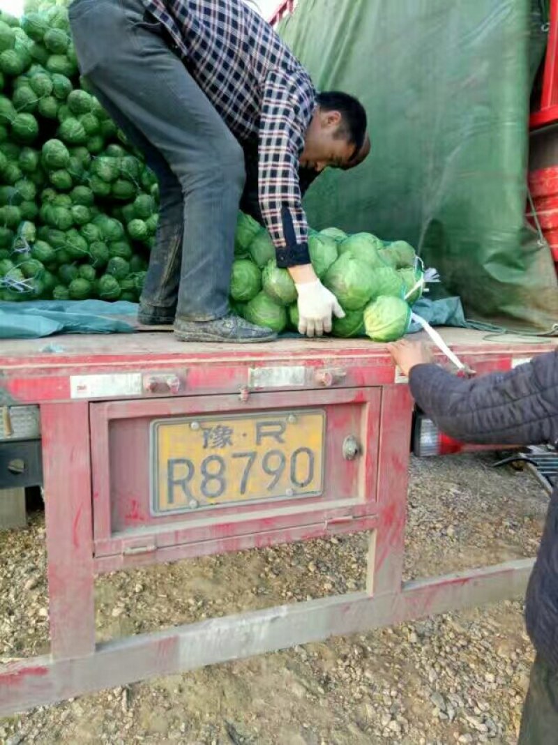 富美甘蓝球形好！颜色绿！耐寒抗冻抗裂！无黑斑！