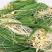 各种野菜，绿色食品