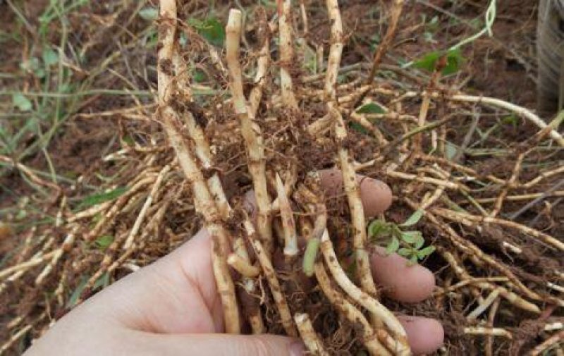各种野菜，绿色食品