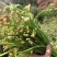 各种野菜，绿色食品