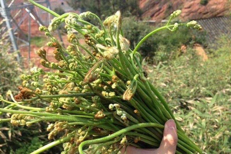 各种野菜，绿色食品