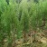 三至五年侧柏苗，高度1.5米左右