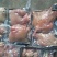 全熟牛头肉