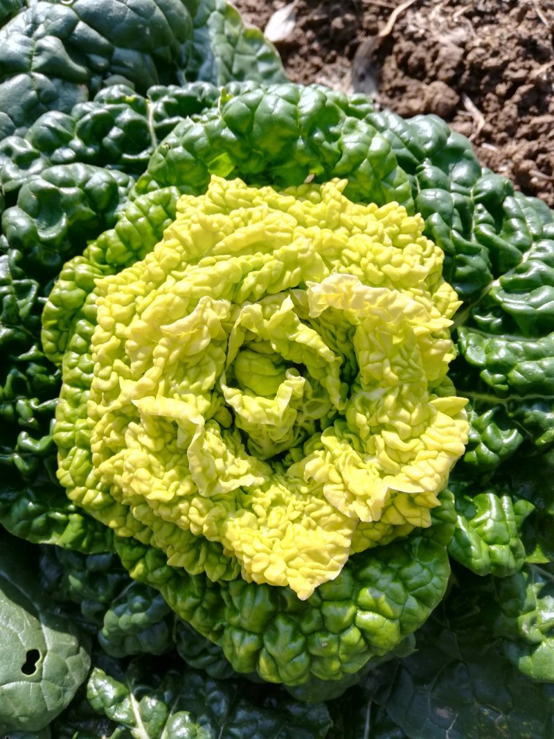 黄心菜精品矮帮小颗，黄心乌菜大量上市，基地直供，