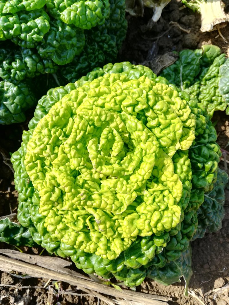 黄心菜精品矮帮小颗，黄心乌菜大量上市，基地直供，
