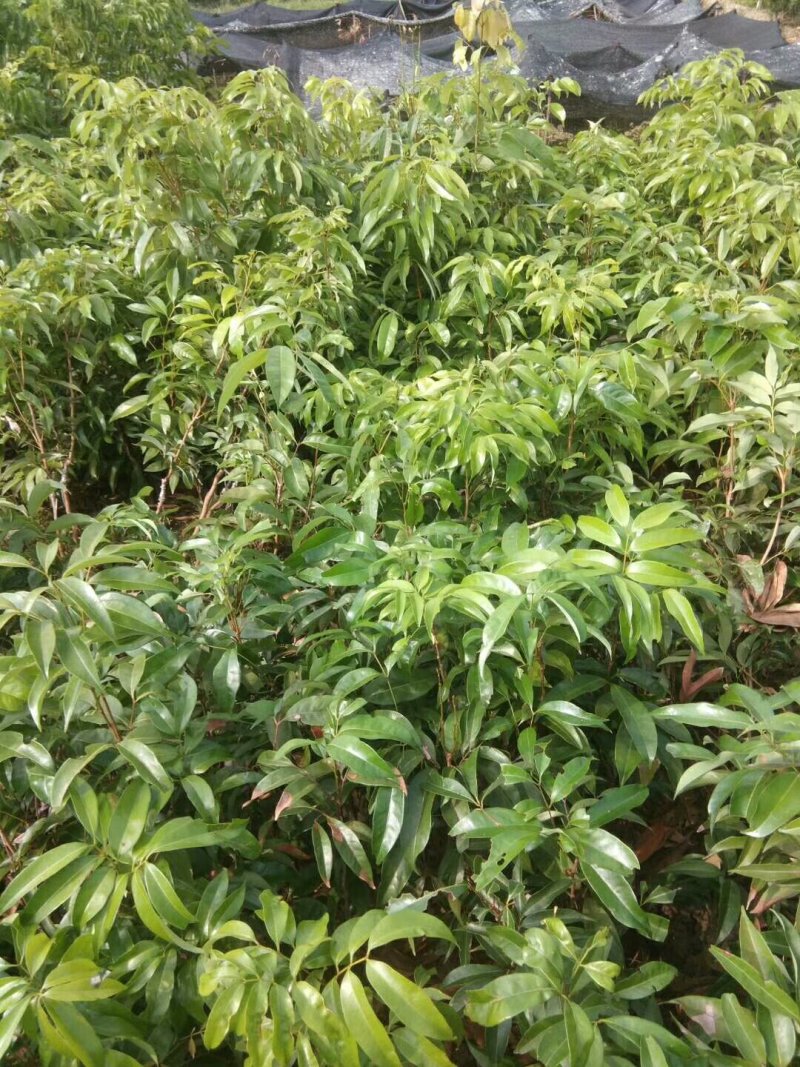 荔枝果树苗(原生苗杯苗)嫁接苗妃子笑，桂味等