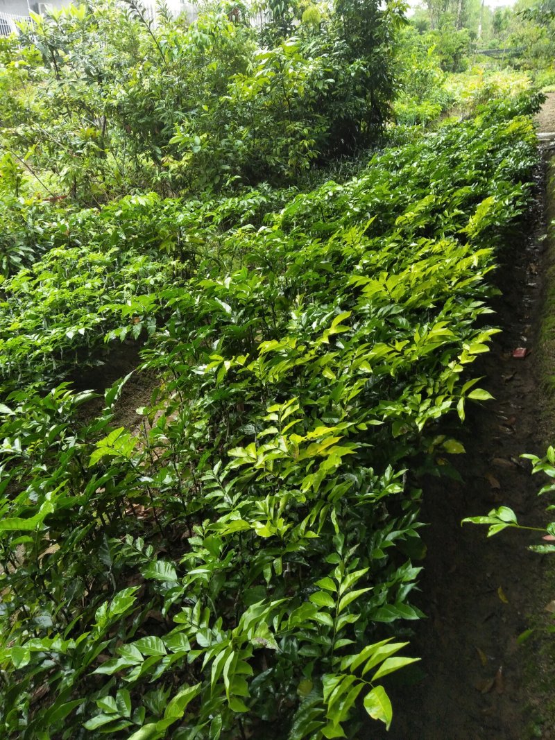 黄皮果树苗，自家苗(大小杯苗都有货)量大价格从优
