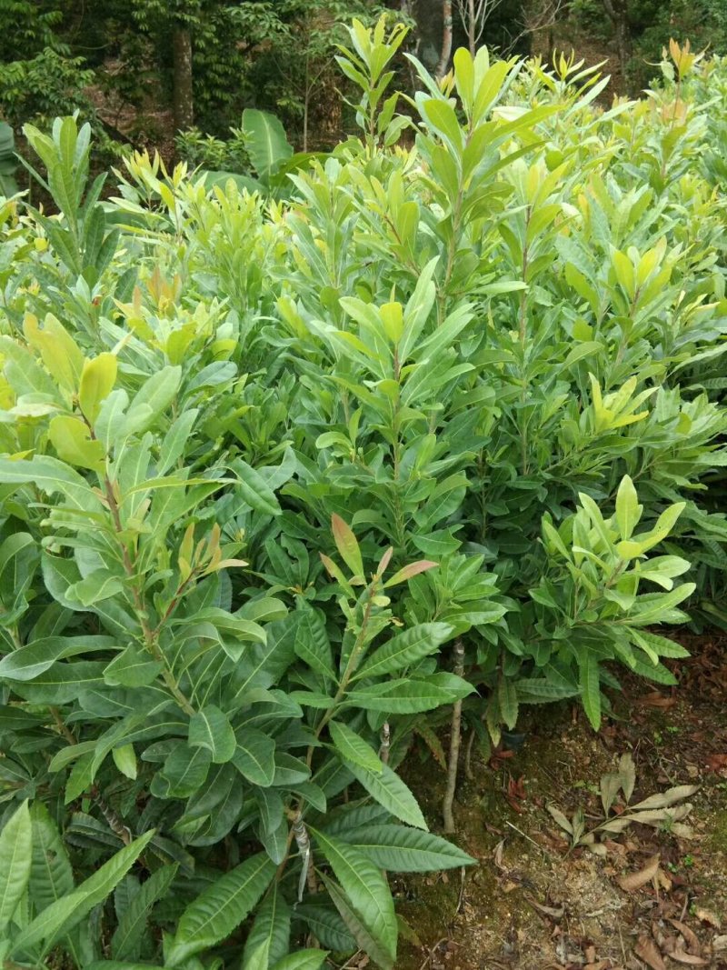 杨梅苗(原土杯苗，东魅红东魅黑)带叶带杯发货