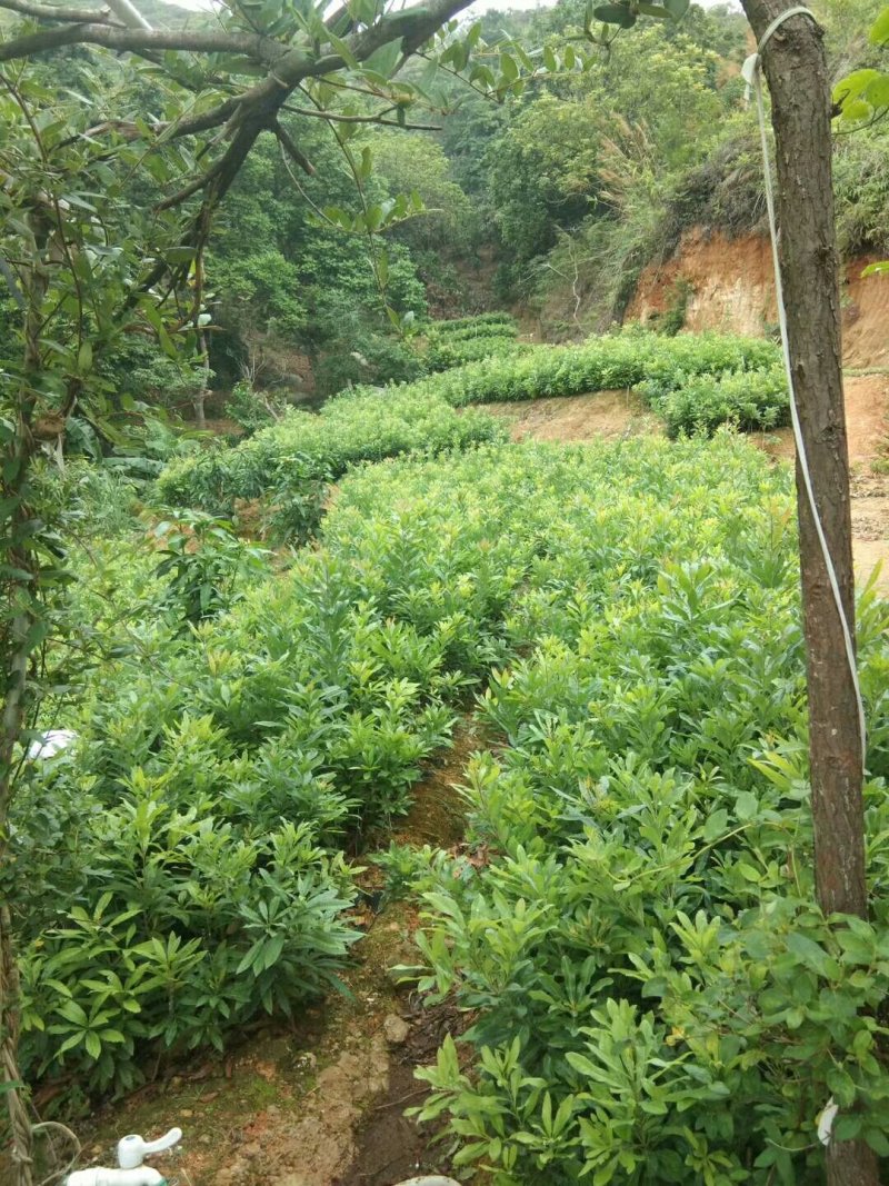 杨梅苗(原土杯苗，东魅红东魅黑)带叶带杯发货