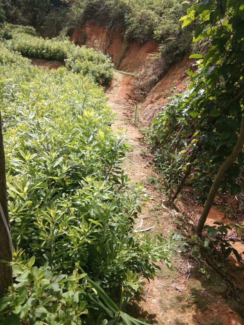 杨梅苗(原土杯苗，东魅红东魅黑)带叶带杯发货