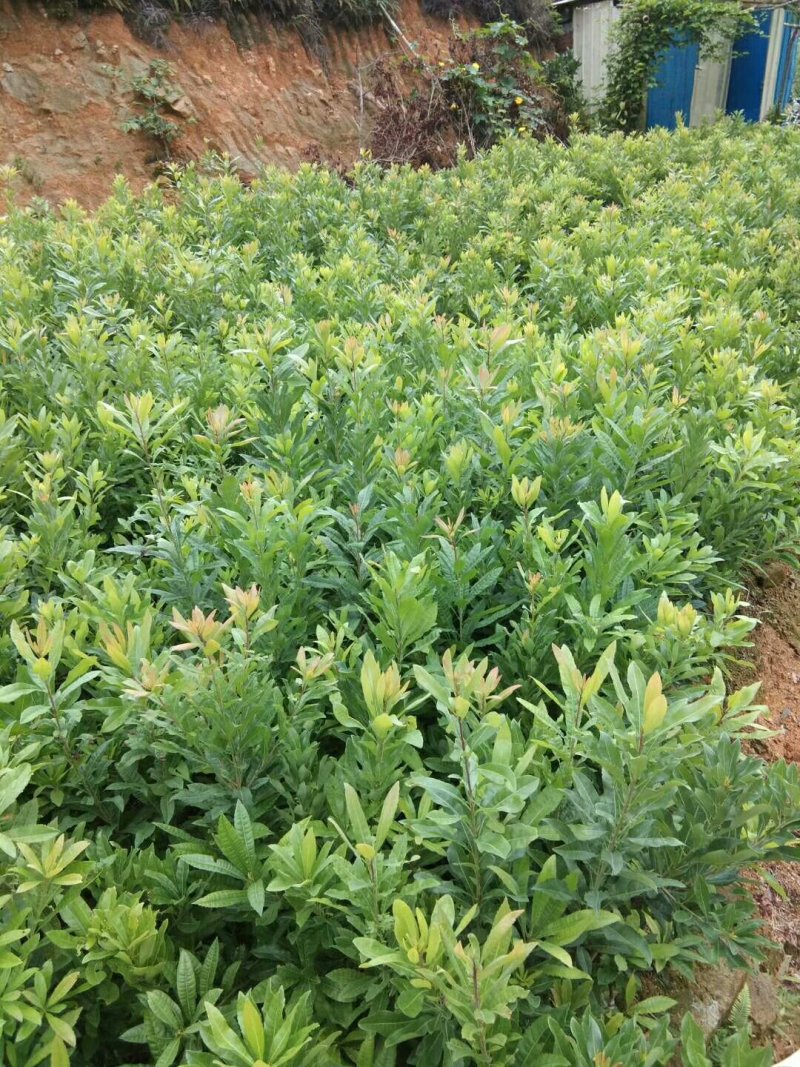 杨梅苗(原土杯苗，东魅红东魅黑)带叶带杯发货