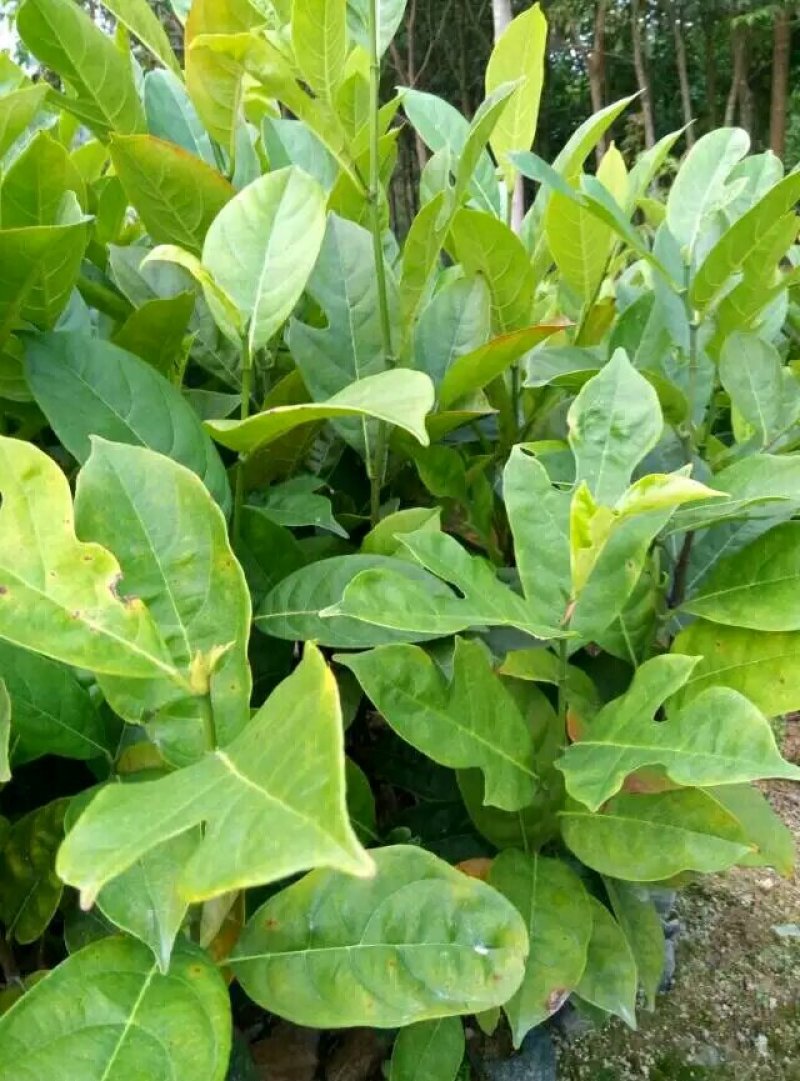 菠萝蜜树苗(原土中杯苗)嫁接苗泰国12号8号5号马来一号