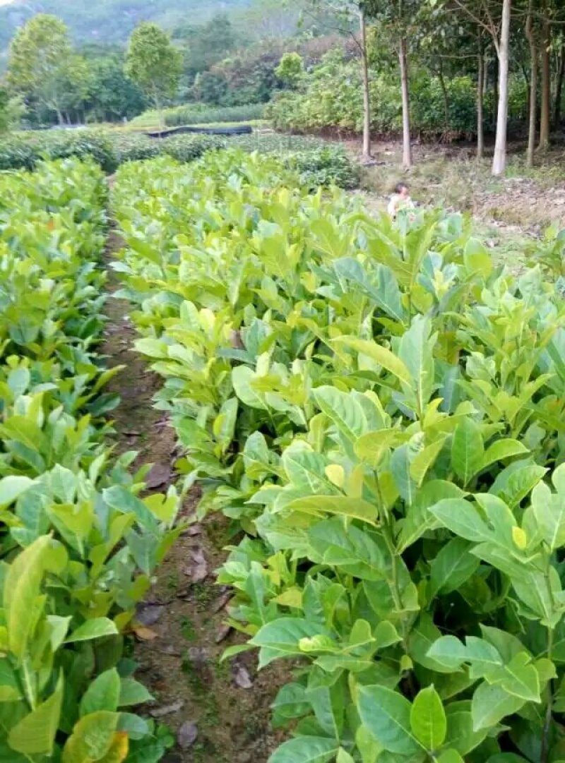 菠萝蜜树苗(原土中杯苗)嫁接苗泰国12号8号5号马来一号