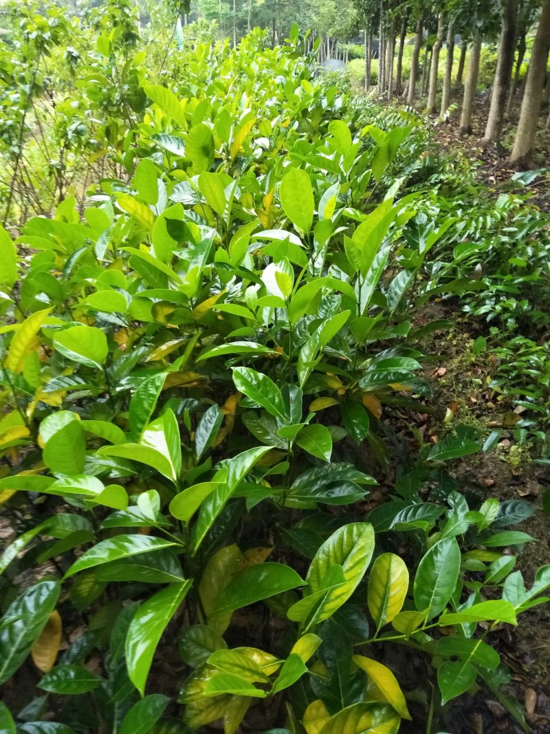 菠萝蜜树苗(原土中杯苗)嫁接苗泰国12号8号5号马来一号