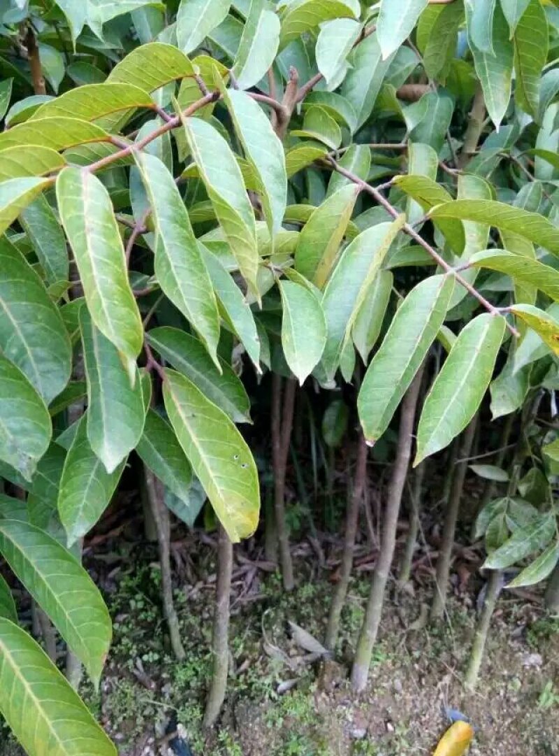 甜种橄榄树苗(原生苗)嫁接苗，60左右高度，带叶带土杯发