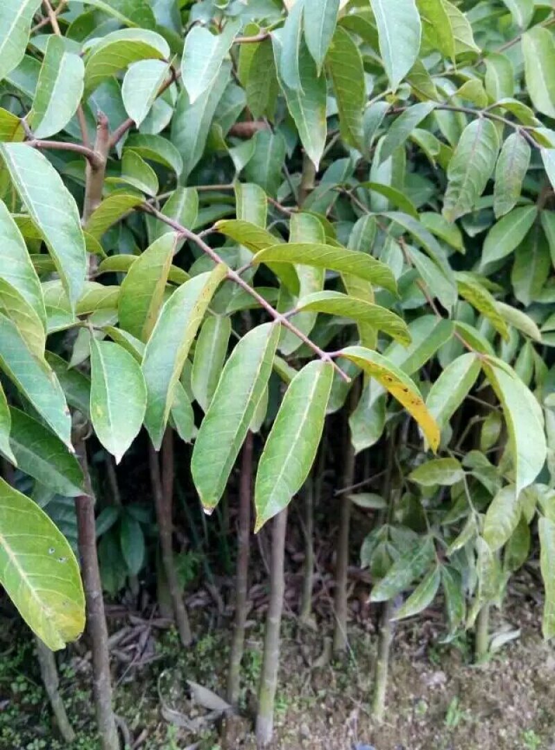 甜种橄榄树苗(原生苗)嫁接苗，60左右高度，带叶带土杯发
