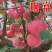 红富士苹果苗