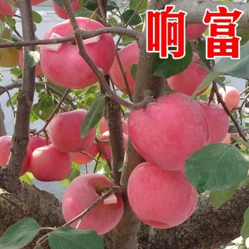 红富士苹果苗