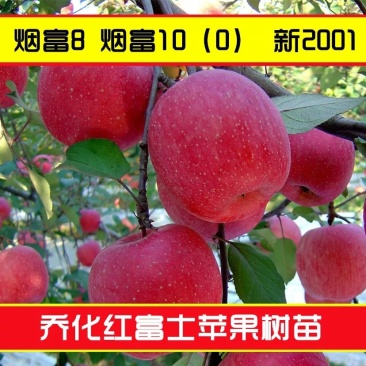 红富士苹果苗