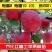 红富士苹果苗