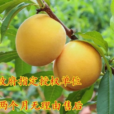 锦绣黄桃，血桃，黑桃，油桃，品种齐全，死苗免费补发。