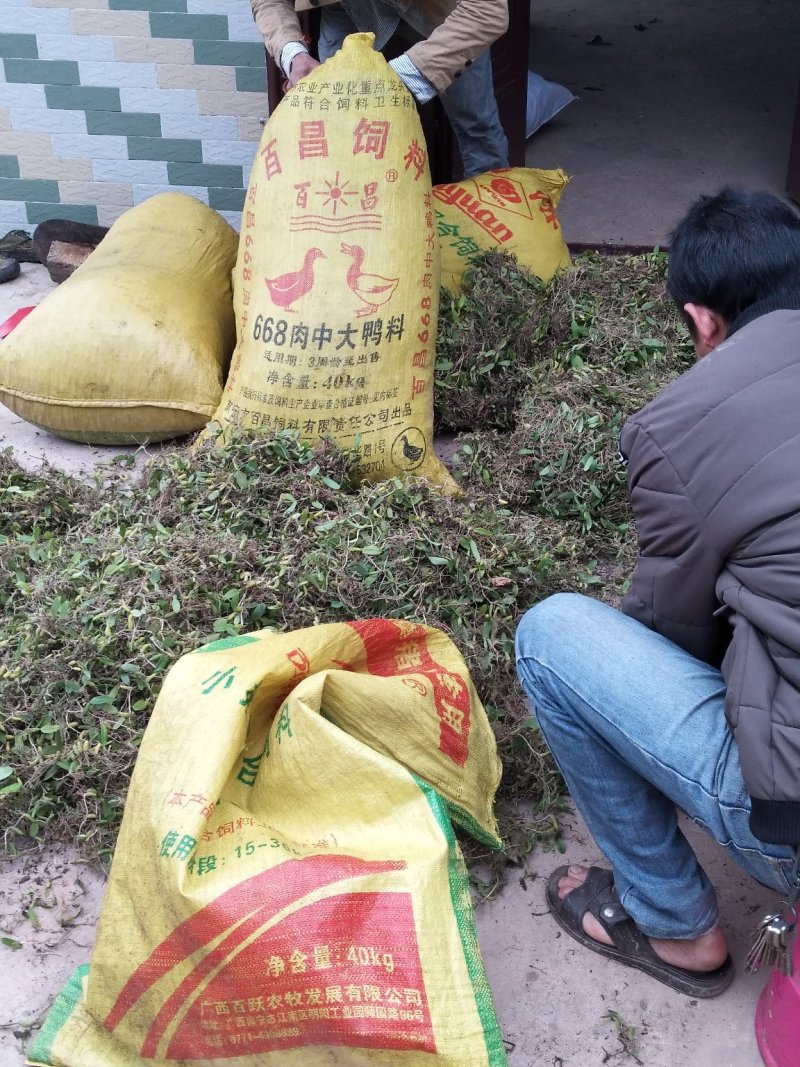广西防城港市上思县南屏瑶族乡常龙村野生药材