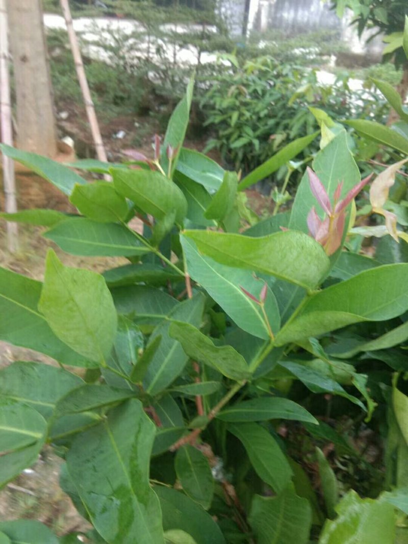 莲雾果树苗(大称砣)0.6米高左右中杯苗次年可结果