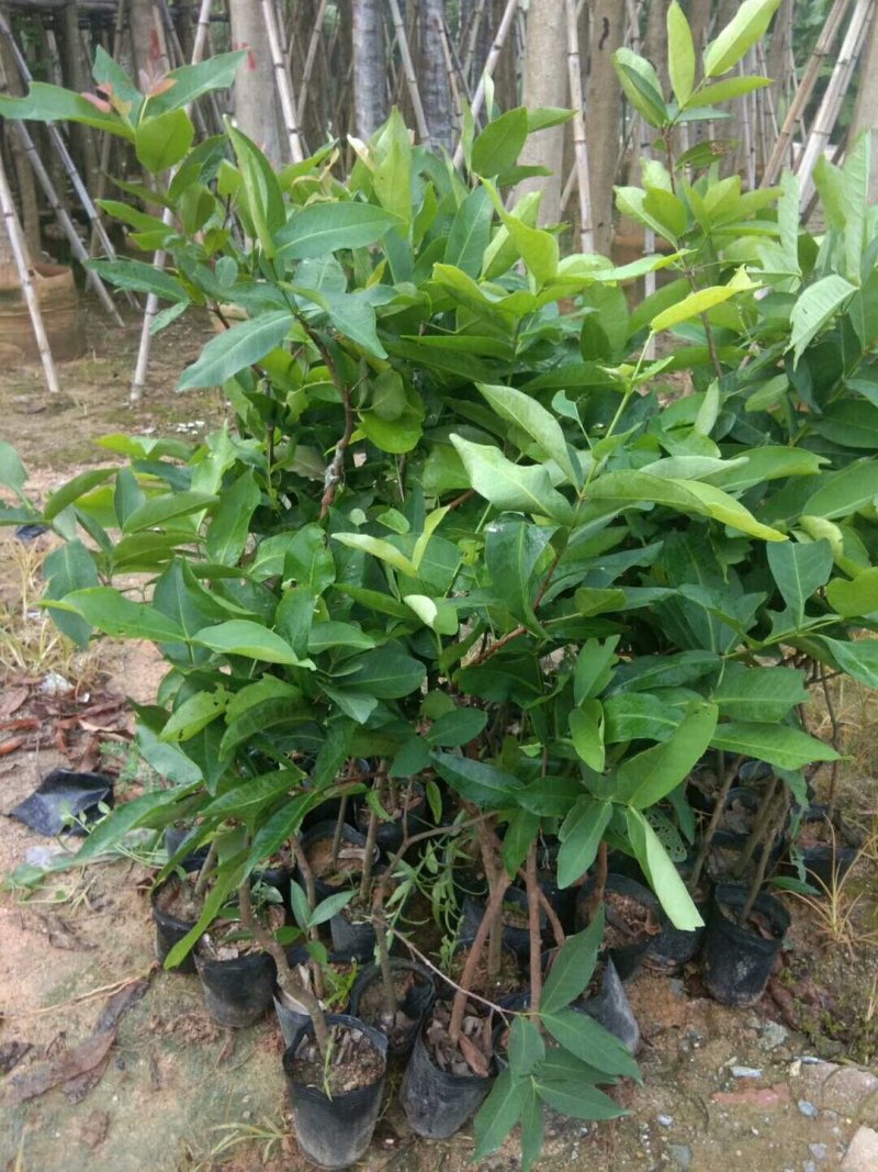 莲雾果树苗(大称砣)0.6米高左右中杯苗次年可结果