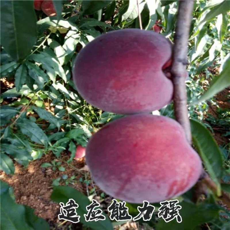 黑桃苗，血桃苗，黄桃。油桃，品种齐全，质量有保证。
