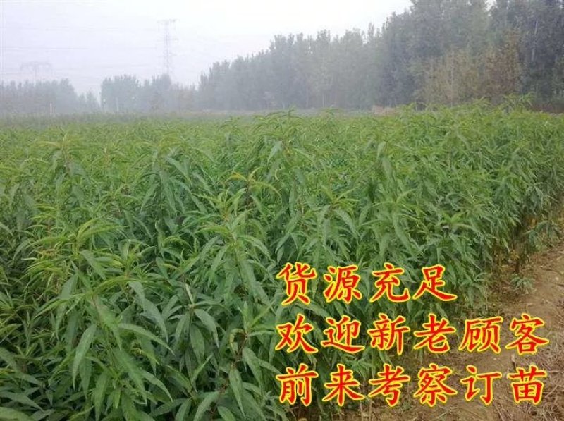 黑桃苗，血桃苗，黄桃。油桃，品种齐全，质量有保证。