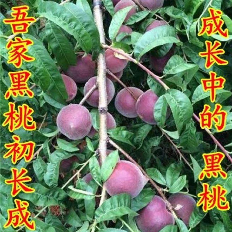 黑桃苗，血桃苗，黄桃。油桃，品种齐全，质量有保证。