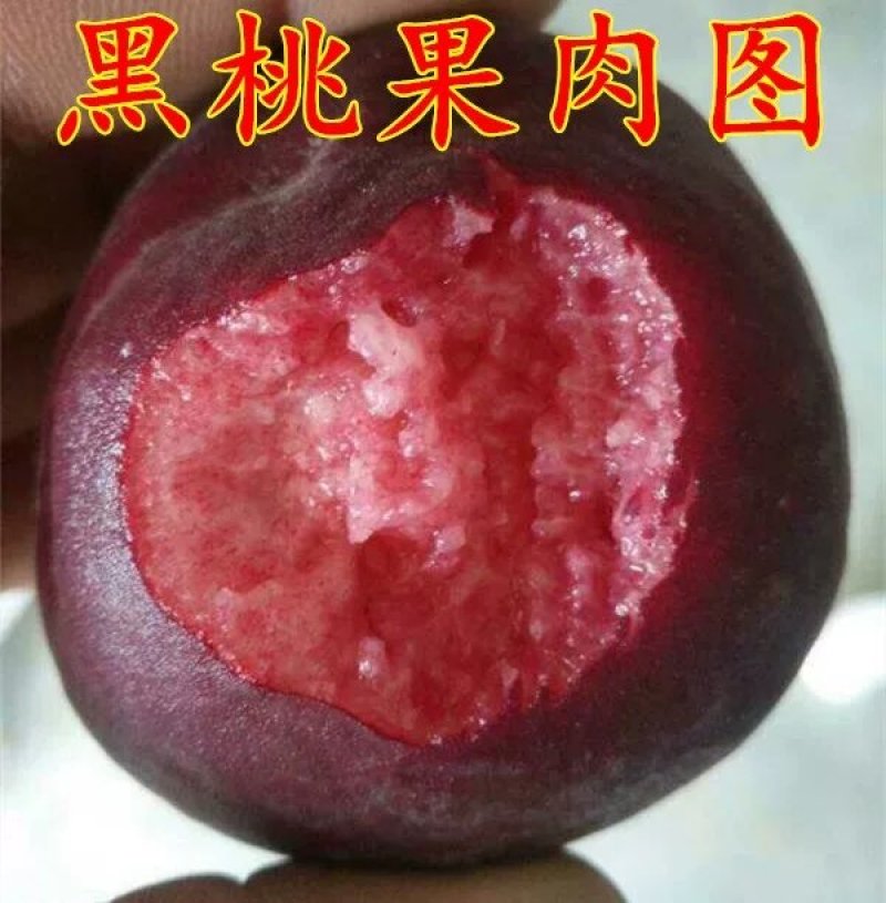 黑桃苗，血桃苗，黄桃。油桃，品种齐全，质量有保证。