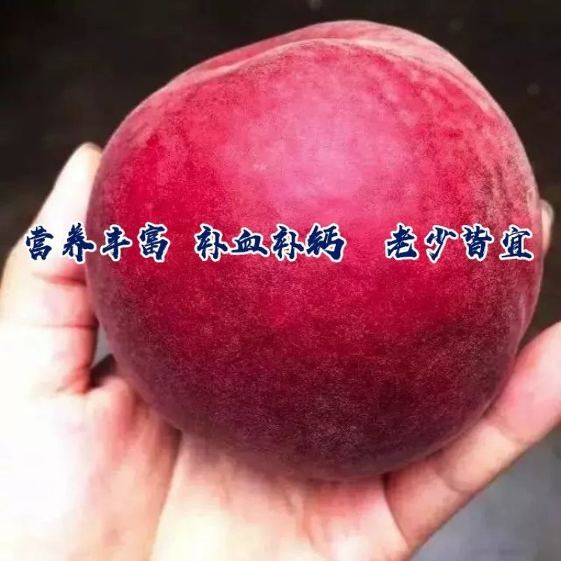 黑桃苗，血桃苗，黄桃。油桃，品种齐全，质量有保证。