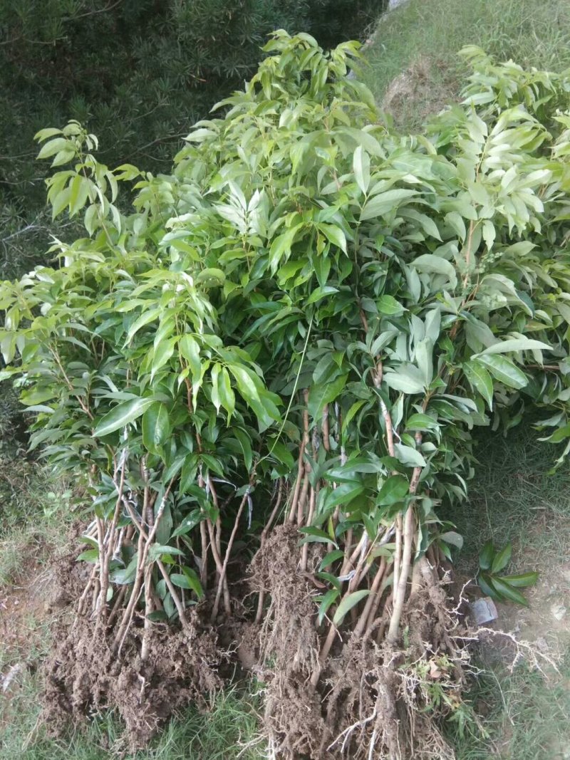 妃子笑荔枝果树苗(带原土杯苗)正品嫁接苗
