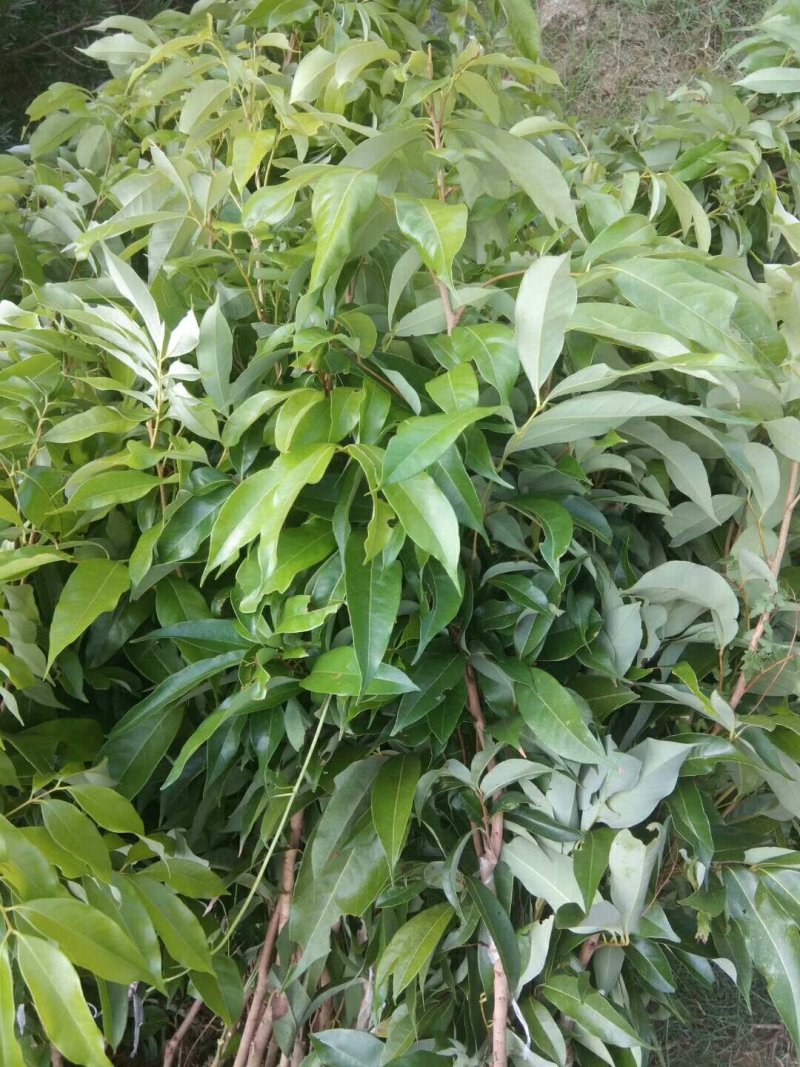 妃子笑荔枝果树苗(带原土杯苗)正品嫁接苗