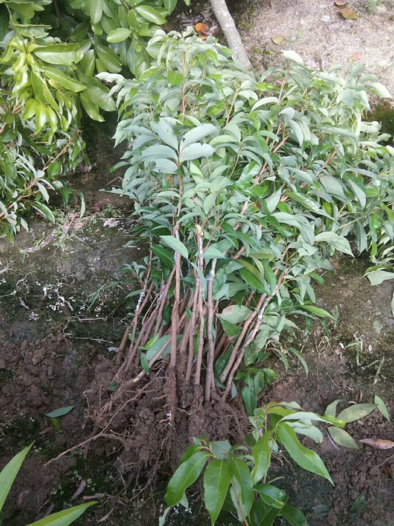 妃子笑荔枝果树苗(带原土杯苗)正品嫁接苗