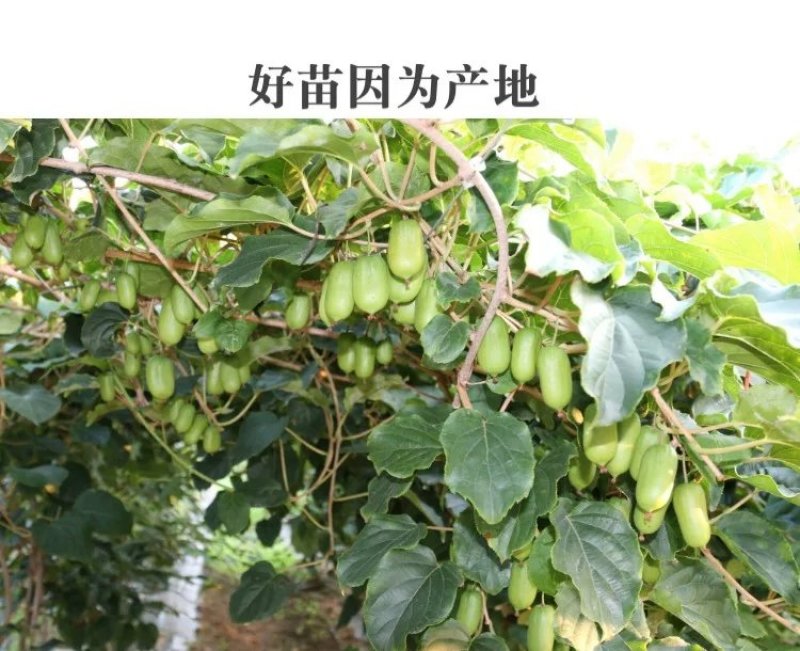 软枣猕猴桃苗