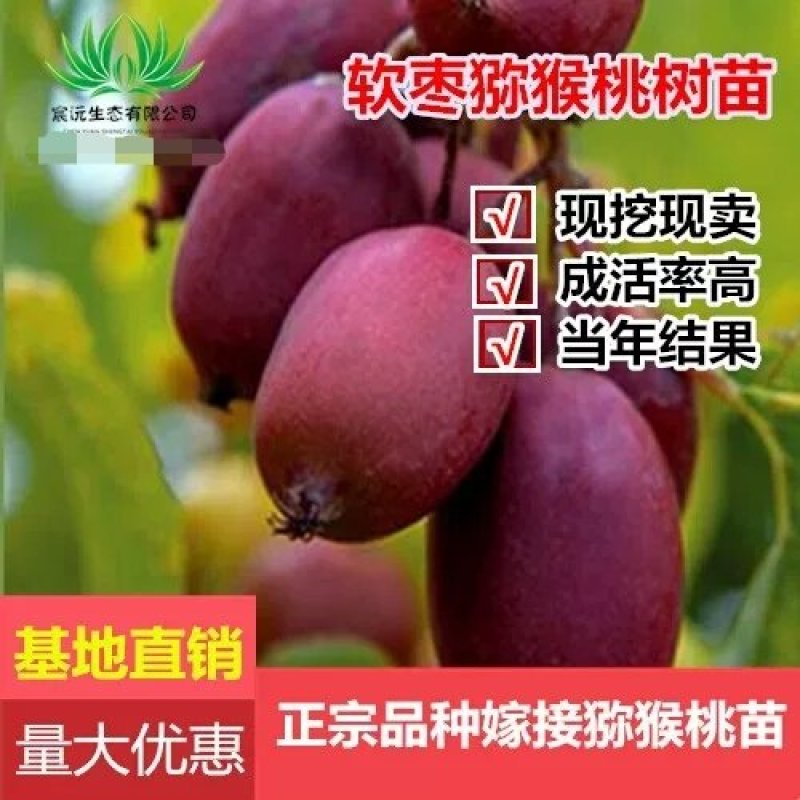 软枣猕猴桃苗