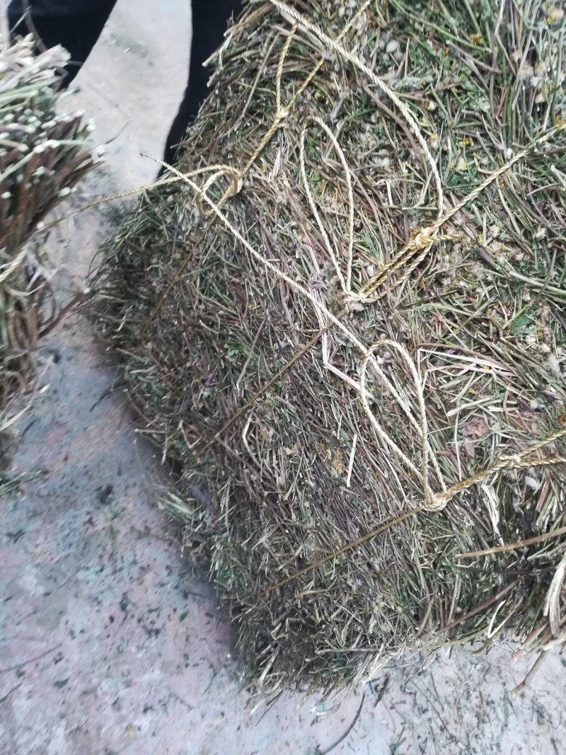 中药材千里光