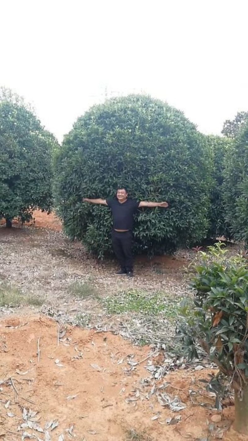 咸宁百桂园基地大量出售，15公分桂花树，品质好，价格低。