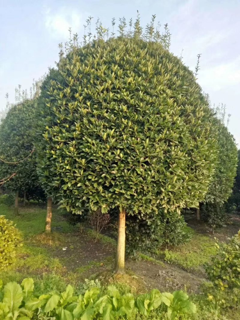 咸宁百桂园基地大量出售，15公分桂花树，品质好，价格低。