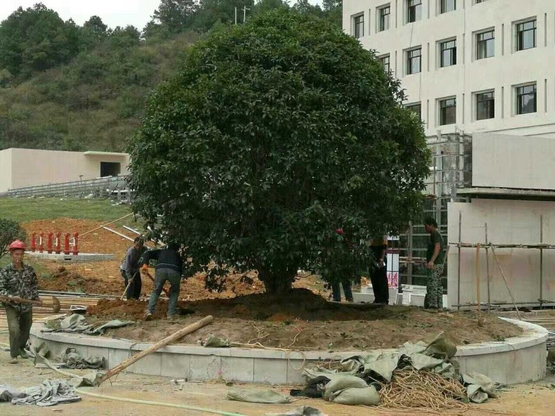 咸宁百桂园基地大量出售，15公分桂花树，品质好，价格低。